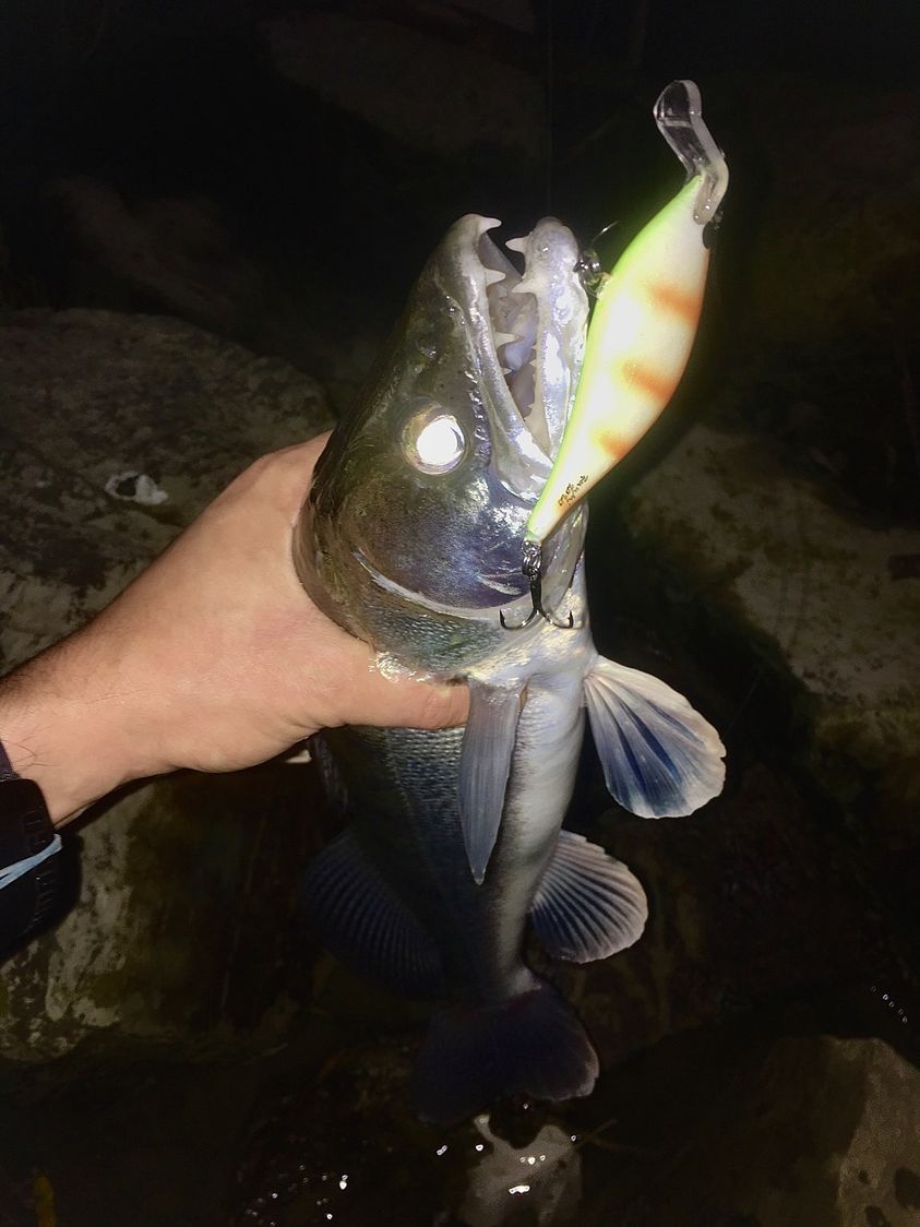 Garnela shad 7 cm - Image 2