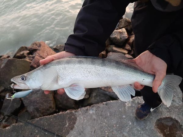 Garnela shad 7 cm - Image 3