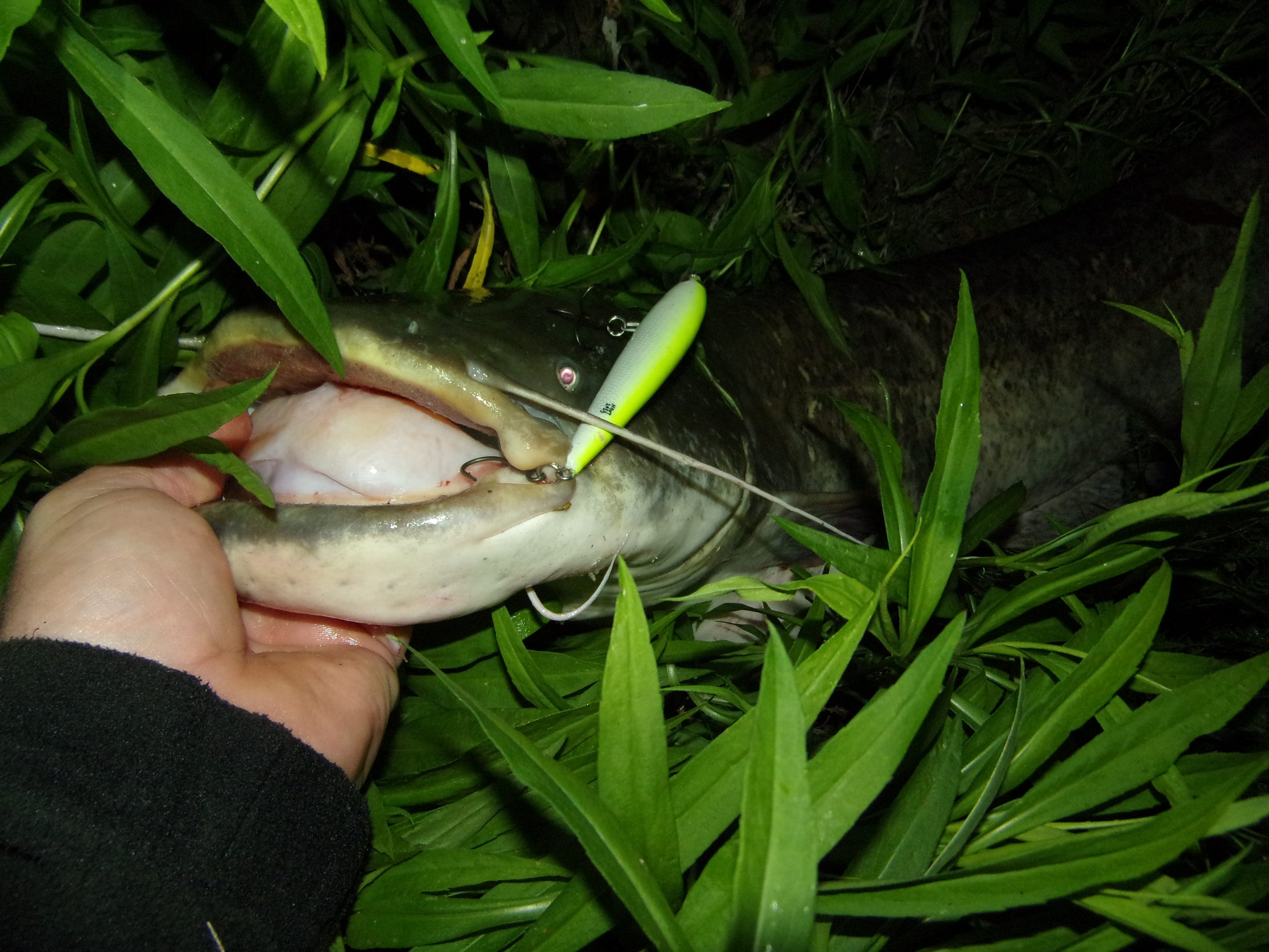 Kuha Minnow 14 cm - Image 15