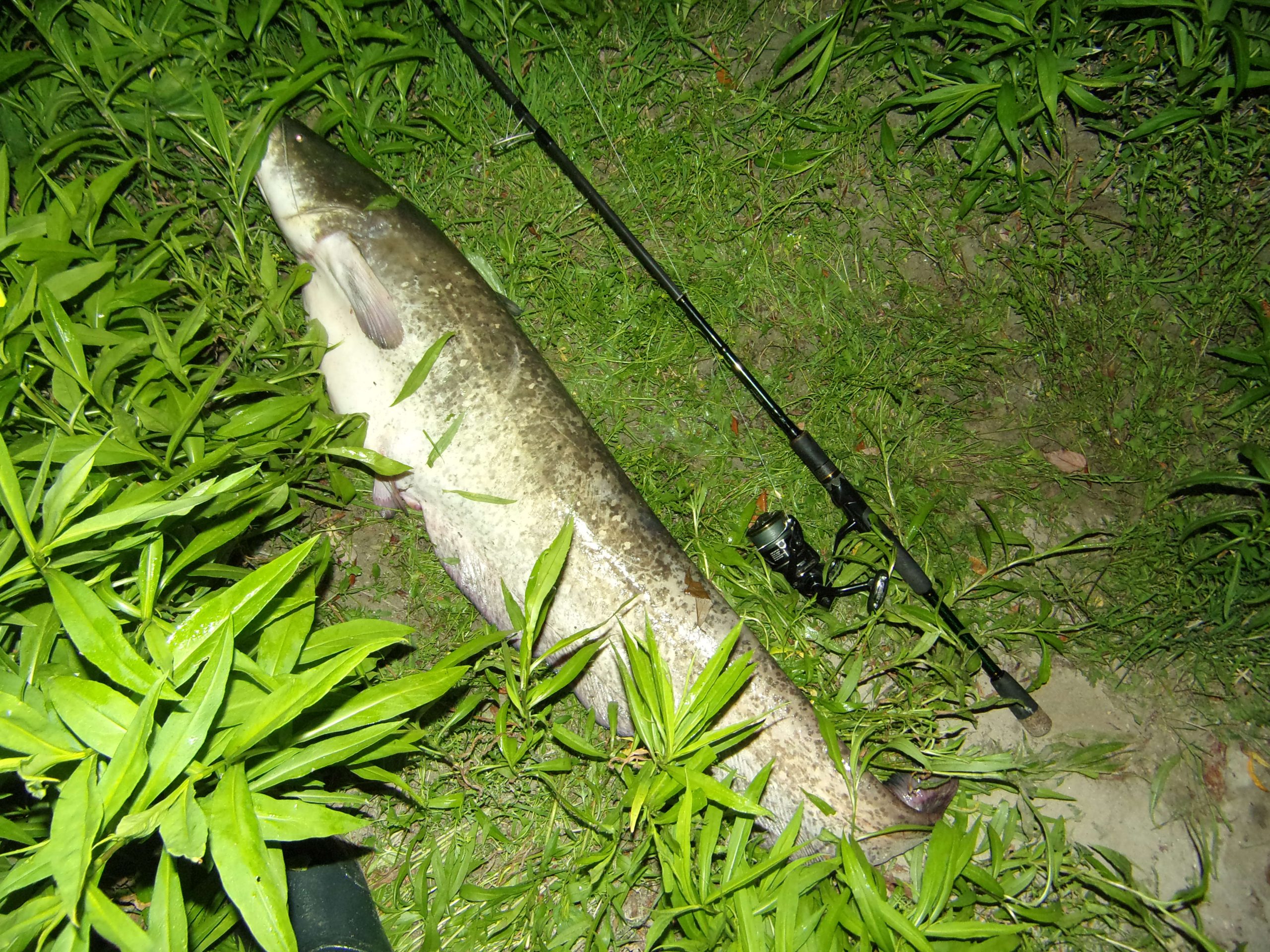 Kuha Minnow 14 cm - Image 16