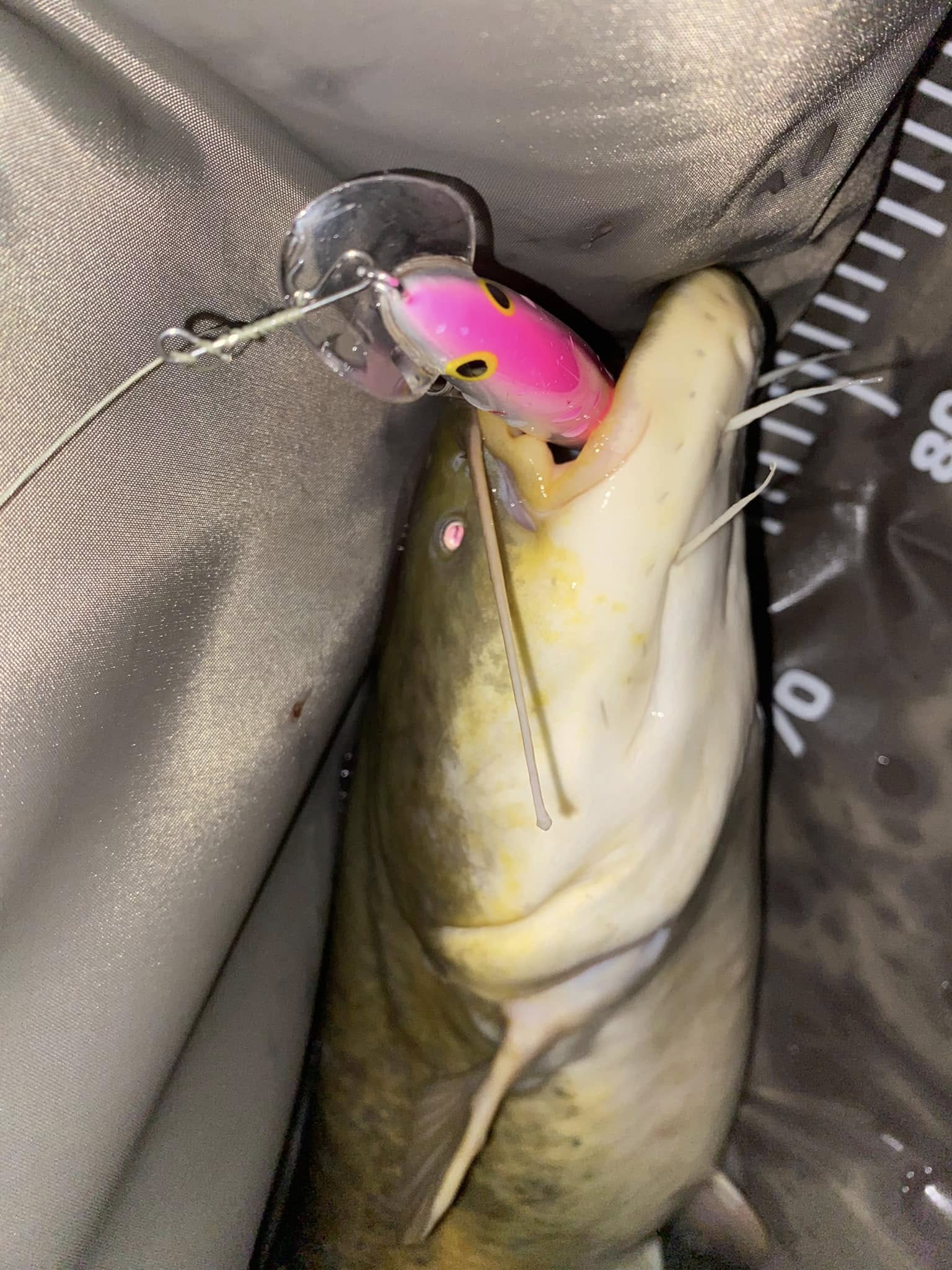 Kuha Minnow 14 cm - Image 12
